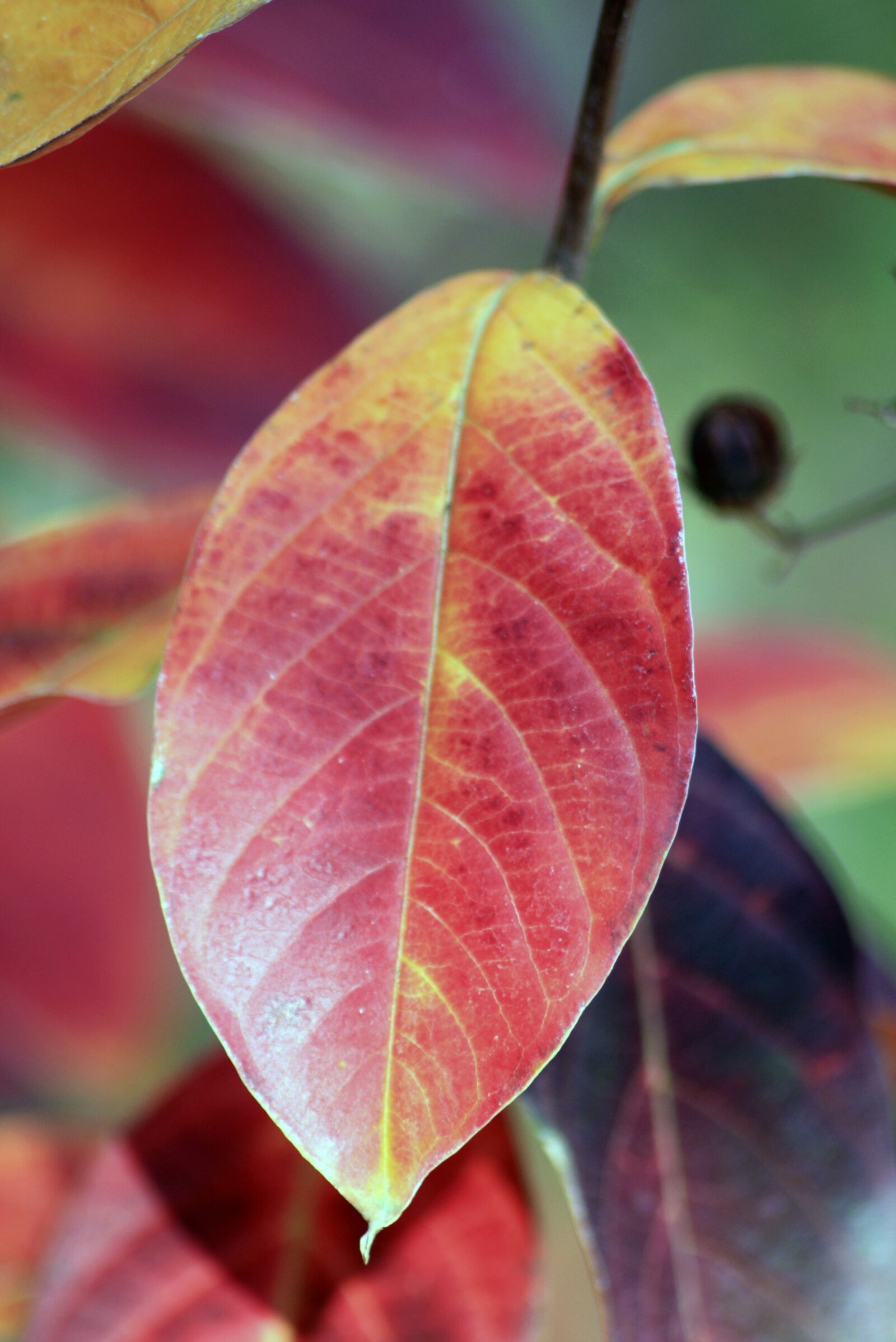 Canon EOS 1000D (EOS Digital Rebel XS / EOS Kiss F) sample photo. Leaf, leaves, fall photography