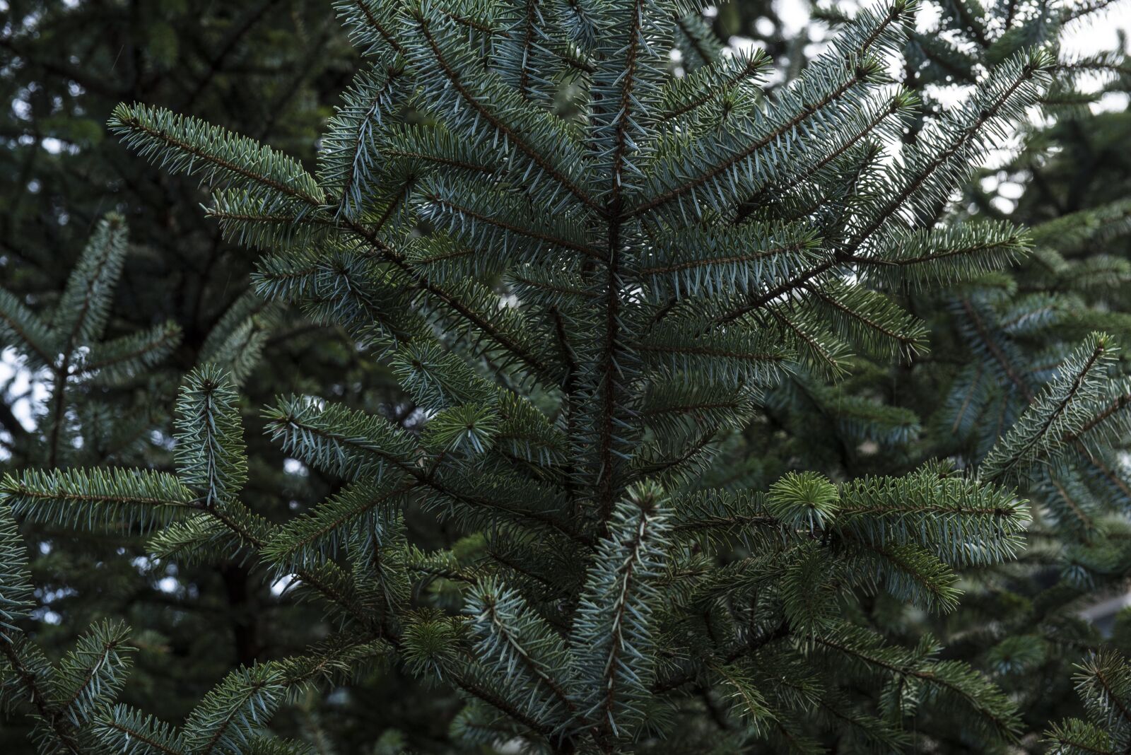 Nikon D750 sample photo. Blur, branch, close-up photography