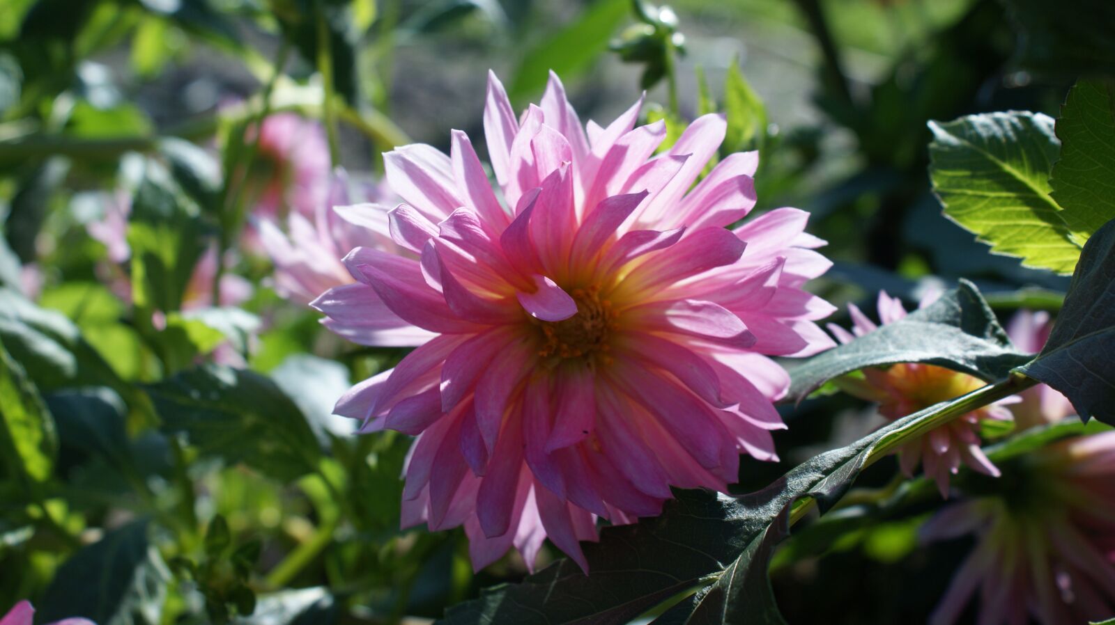 Sony Alpha DSLR-A350 sample photo. Flower, dahlia, petals photography