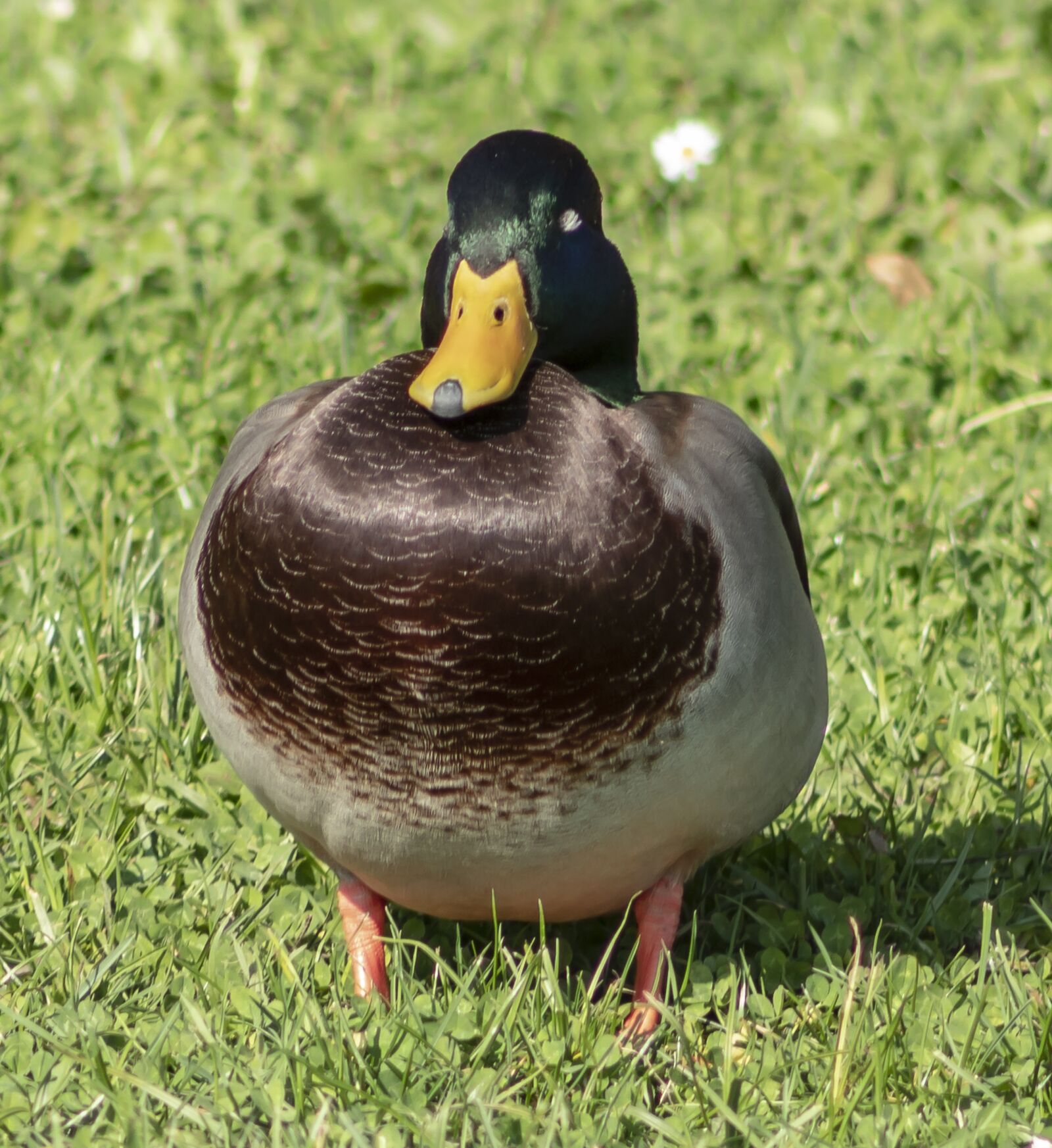 Canon EOS 1300D (EOS Rebel T6 / EOS Kiss X80) sample photo. Wild ducks, duck, water photography