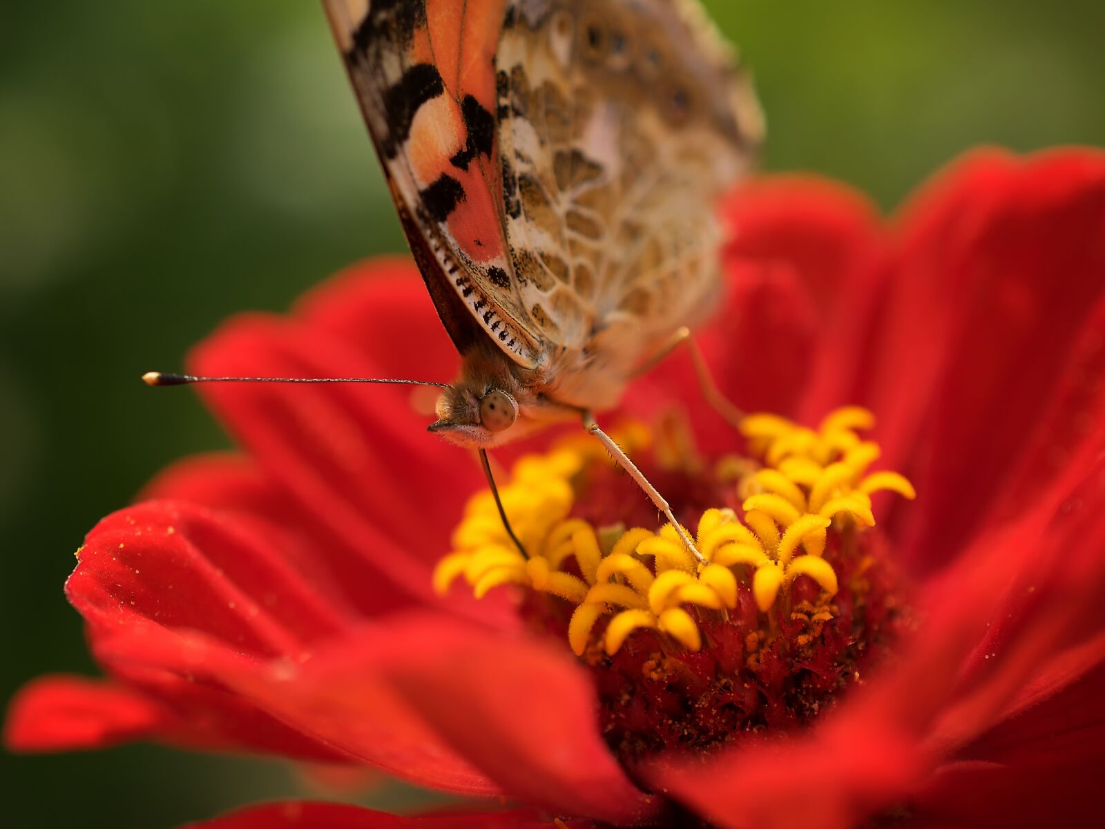 Nikon D3300 sample photo. Butterfly, flower, nature photography