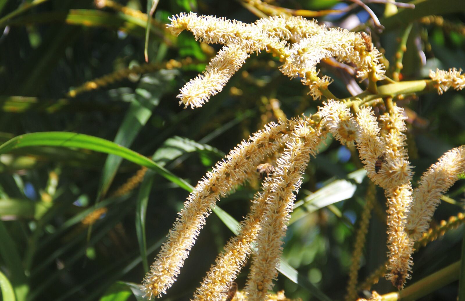 Canon EOS 550D (EOS Rebel T2i / EOS Kiss X4) sample photo. Inflorescence, coconut tree, coconut photography