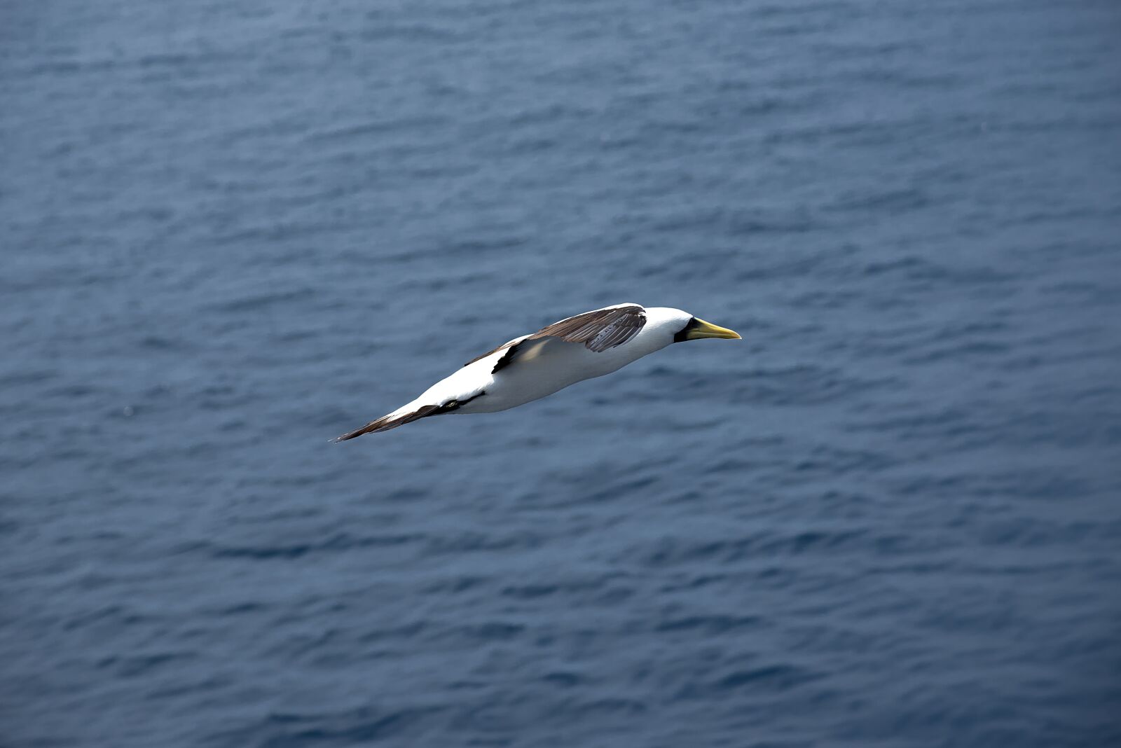 Nikon D750 sample photo. Seagull, bird, sea photography