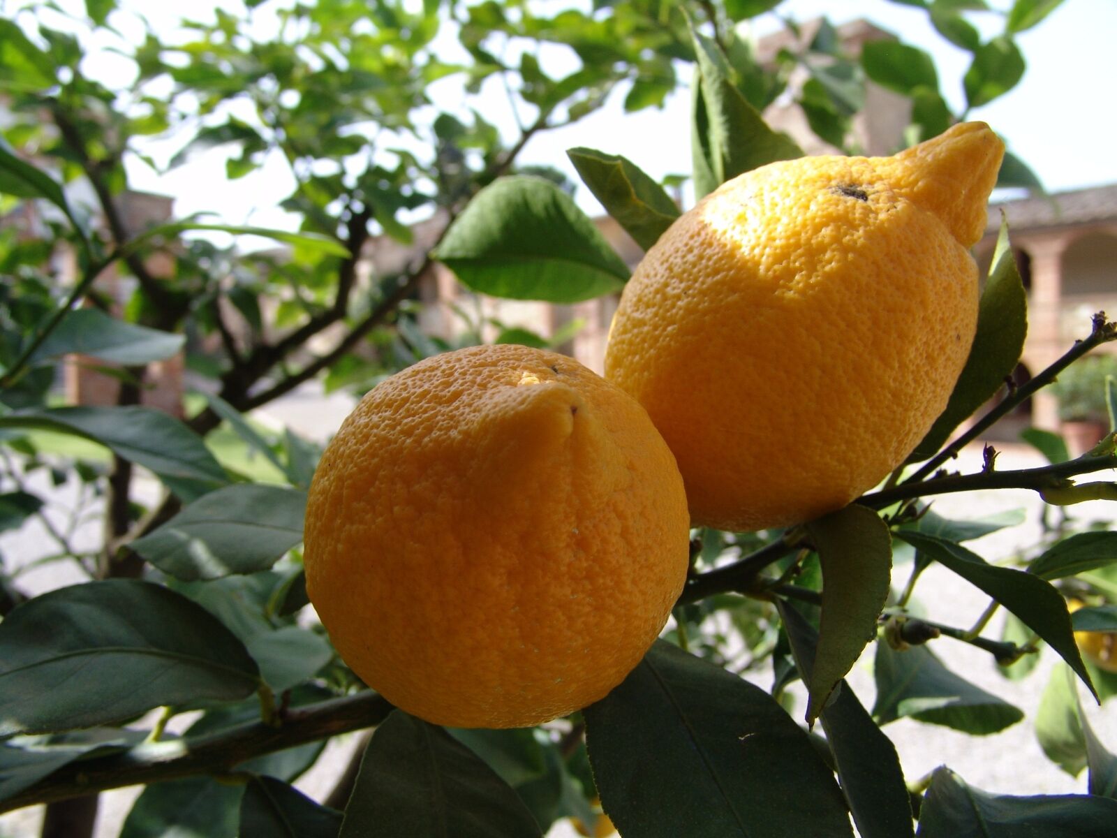 Sony DSC-F828 sample photo. Lemons, tree, bush photography