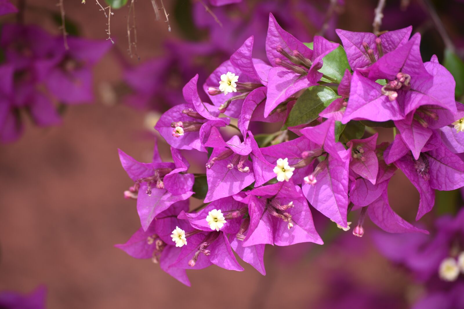 Nikon D5500 sample photo. Color, flower, flora photography