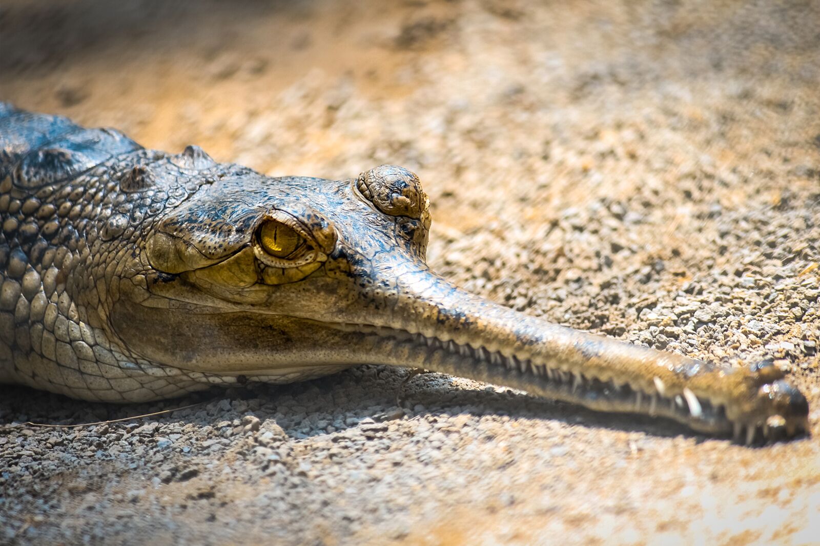 Canon EOS 700D (EOS Rebel T5i / EOS Kiss X7i) + Canon EF-S 55-250mm F4-5.6 IS II sample photo. Crocodile, african crocodile, animal photography