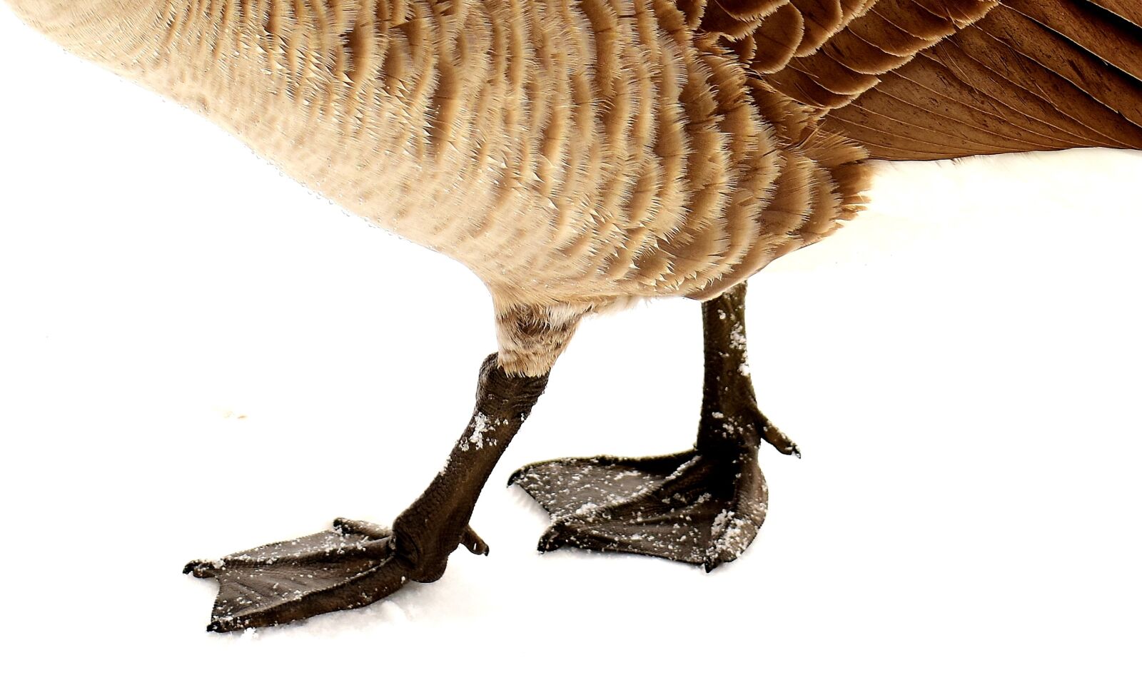 Nikon D7200 sample photo. Goose, water bird, animal photography