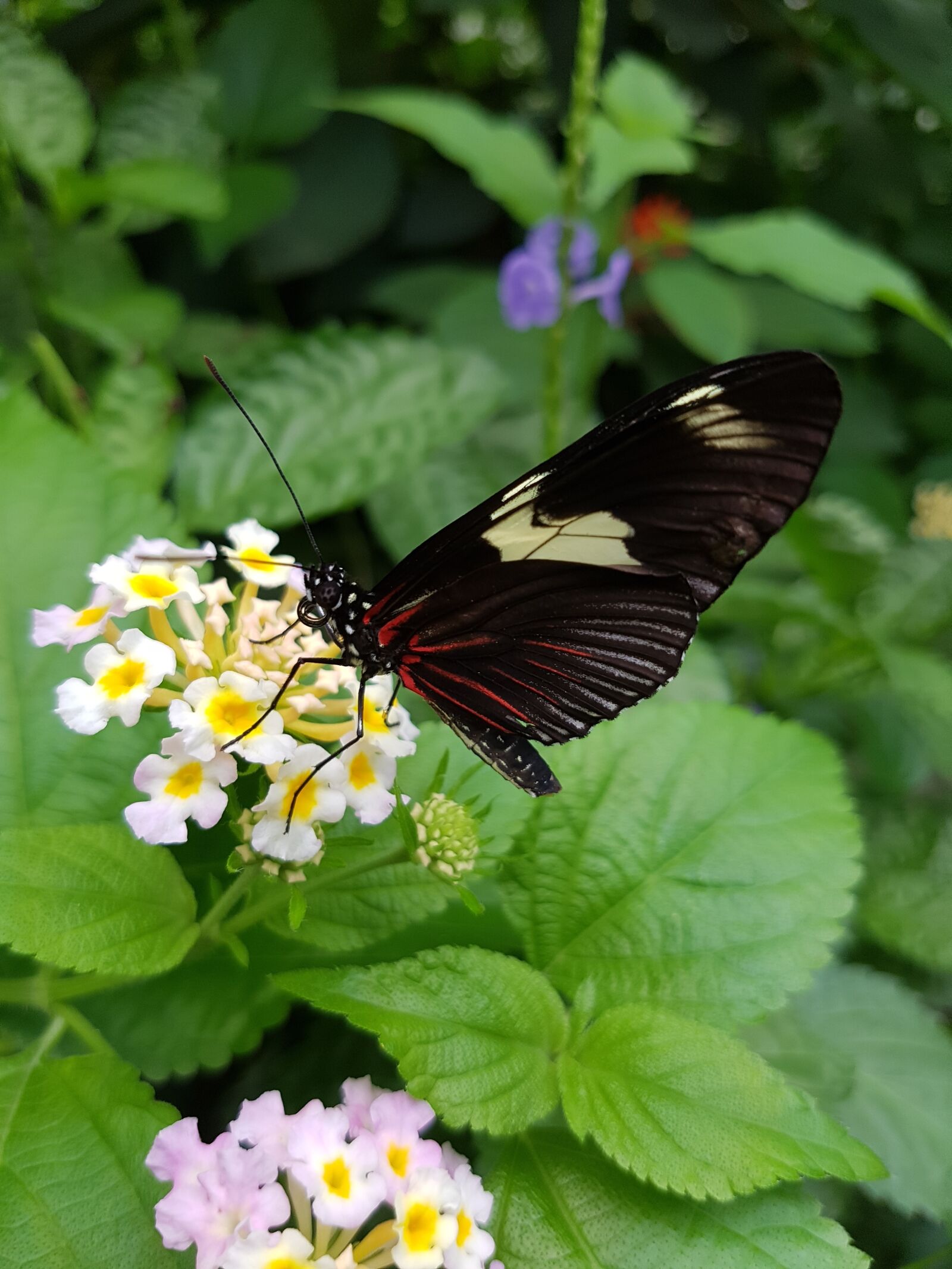 Samsung Galaxy S7 Edge sample photo. Butterfly, doris falter, heliconius photography