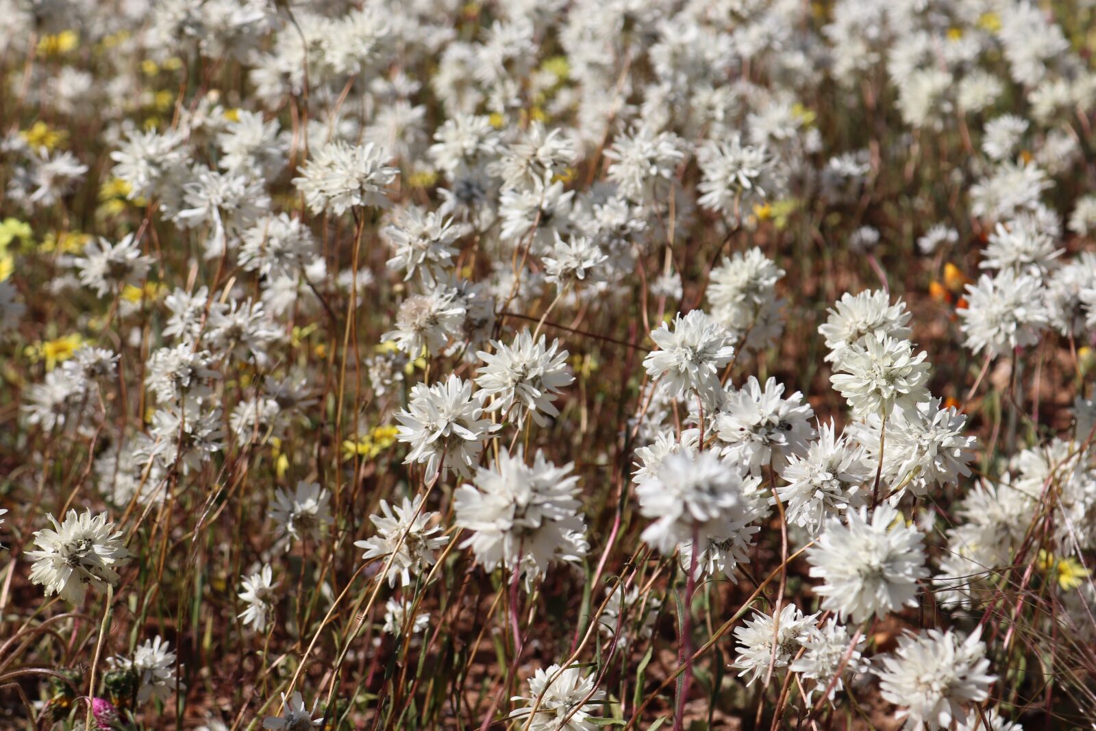 Canon EOS 800D (EOS Rebel T7i / EOS Kiss X9i) sample photo. Wild flowers, western australia photography