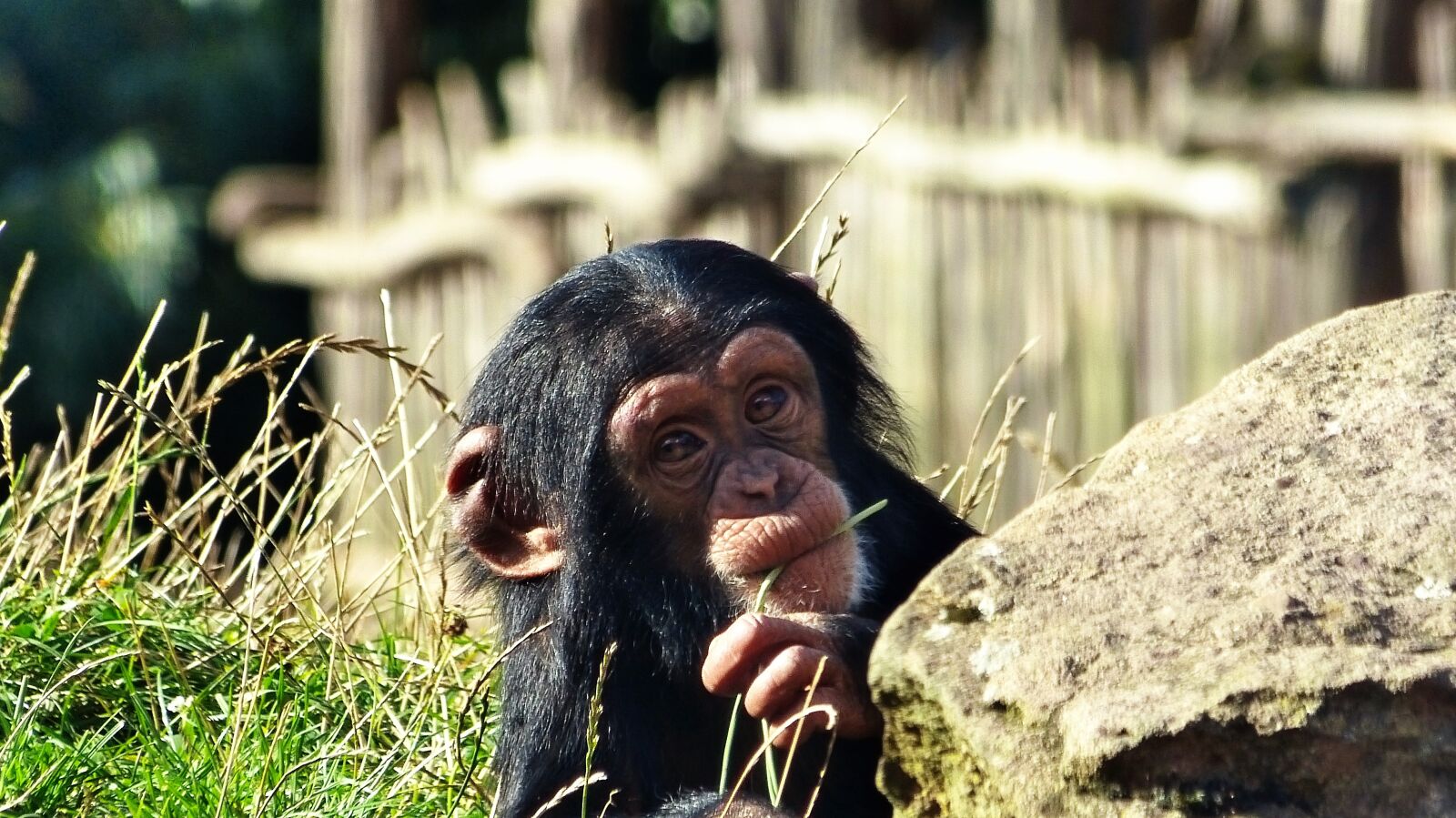 Panasonic Lumix DMC-FZ150 sample photo. Chimpanzee, monkey, zoo photography