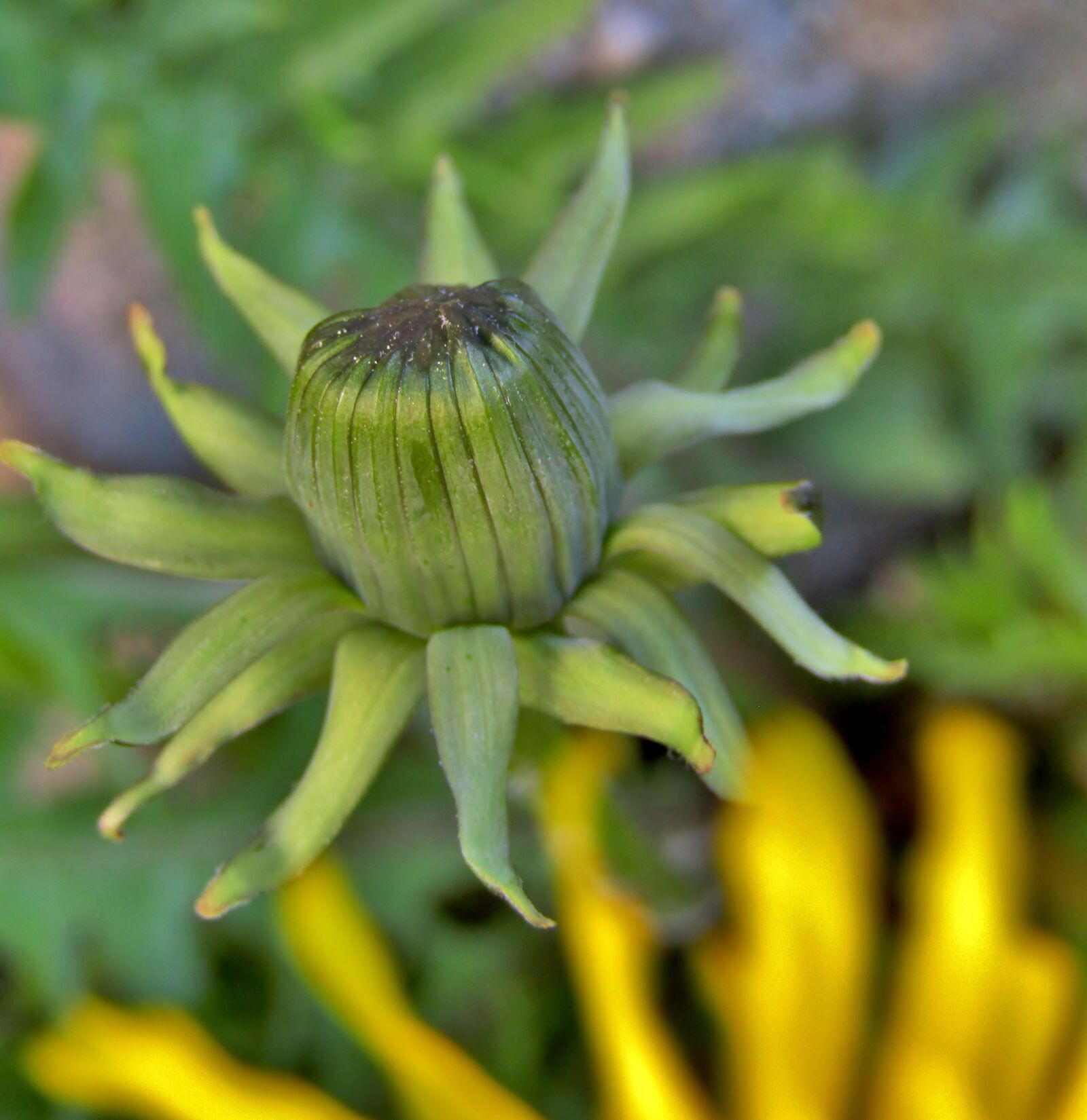 Canon POWERSHOT SX432 IS sample photo. Dandelion, bud, close up photography