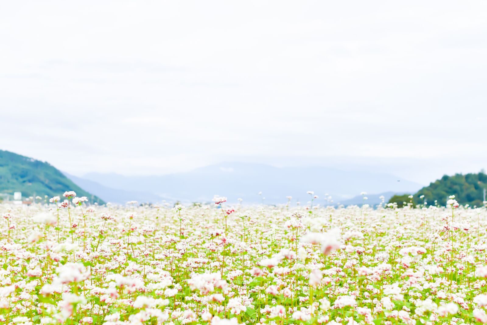 Nikon D5600 sample photo. Flower, white, mountain photography