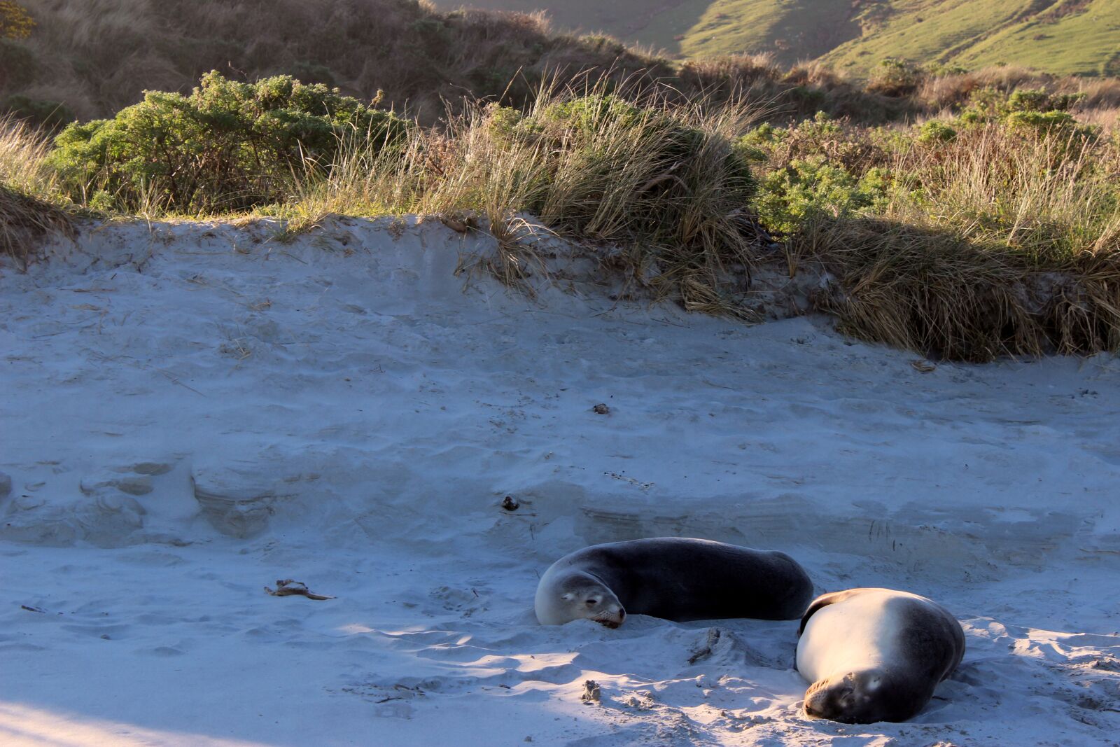 Canon EOS 600D (Rebel EOS T3i / EOS Kiss X5) sample photo. Crawl, beach, animals photography