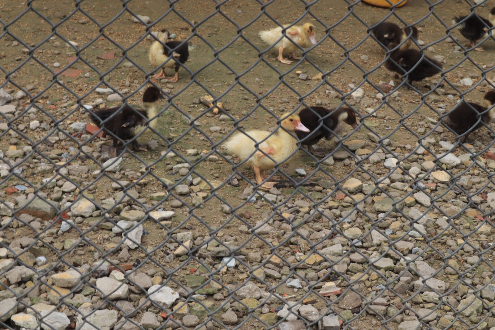 Canon EOS M50 (EOS Kiss M) sample photo. Ducks, livestock, duck photography