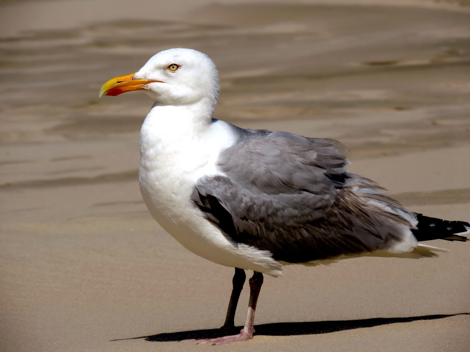 Nikon Coolpix P520 sample photo. Seagull, bird, water bird photography
