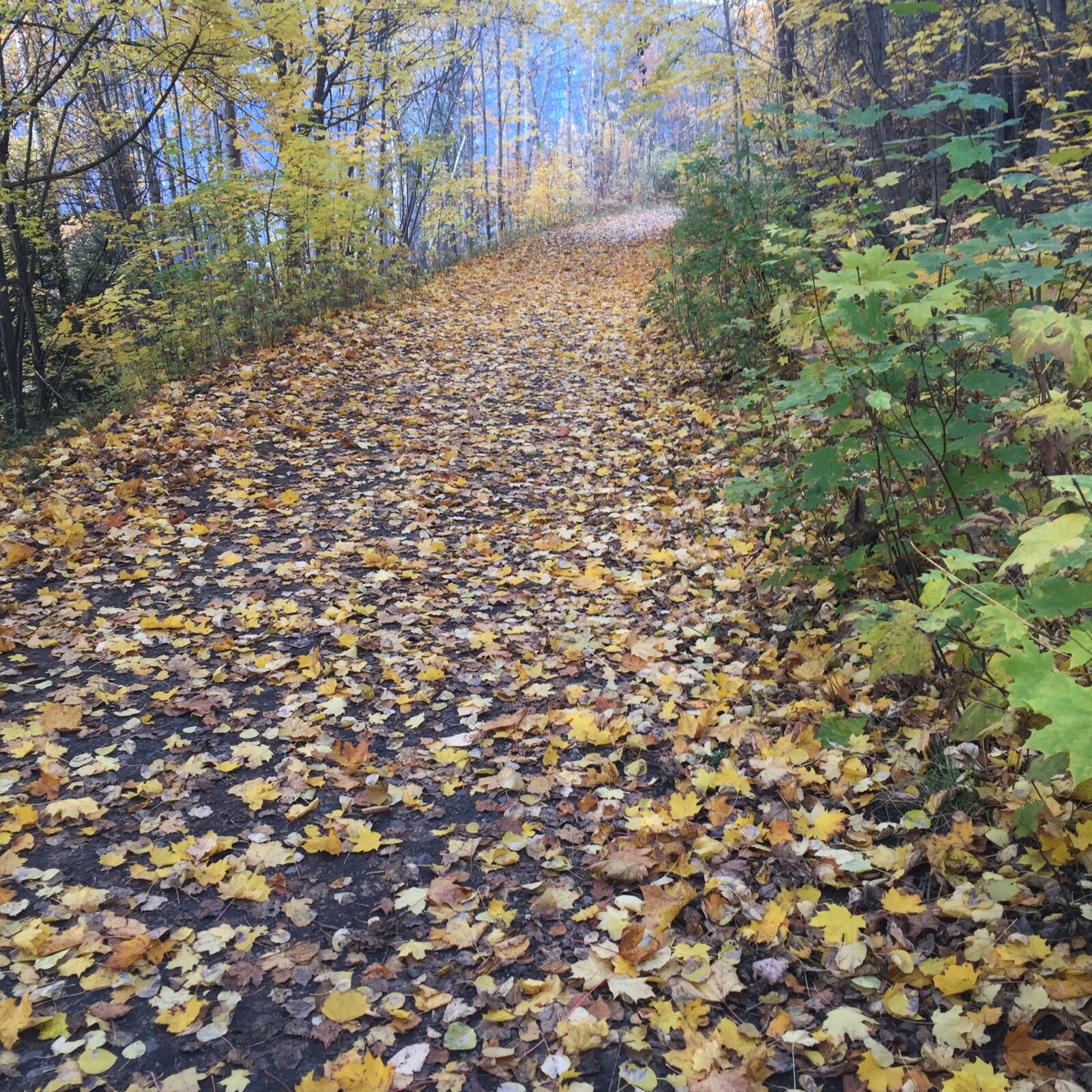 Apple iPhone 6 sample photo. Fall, leaves, path photography
