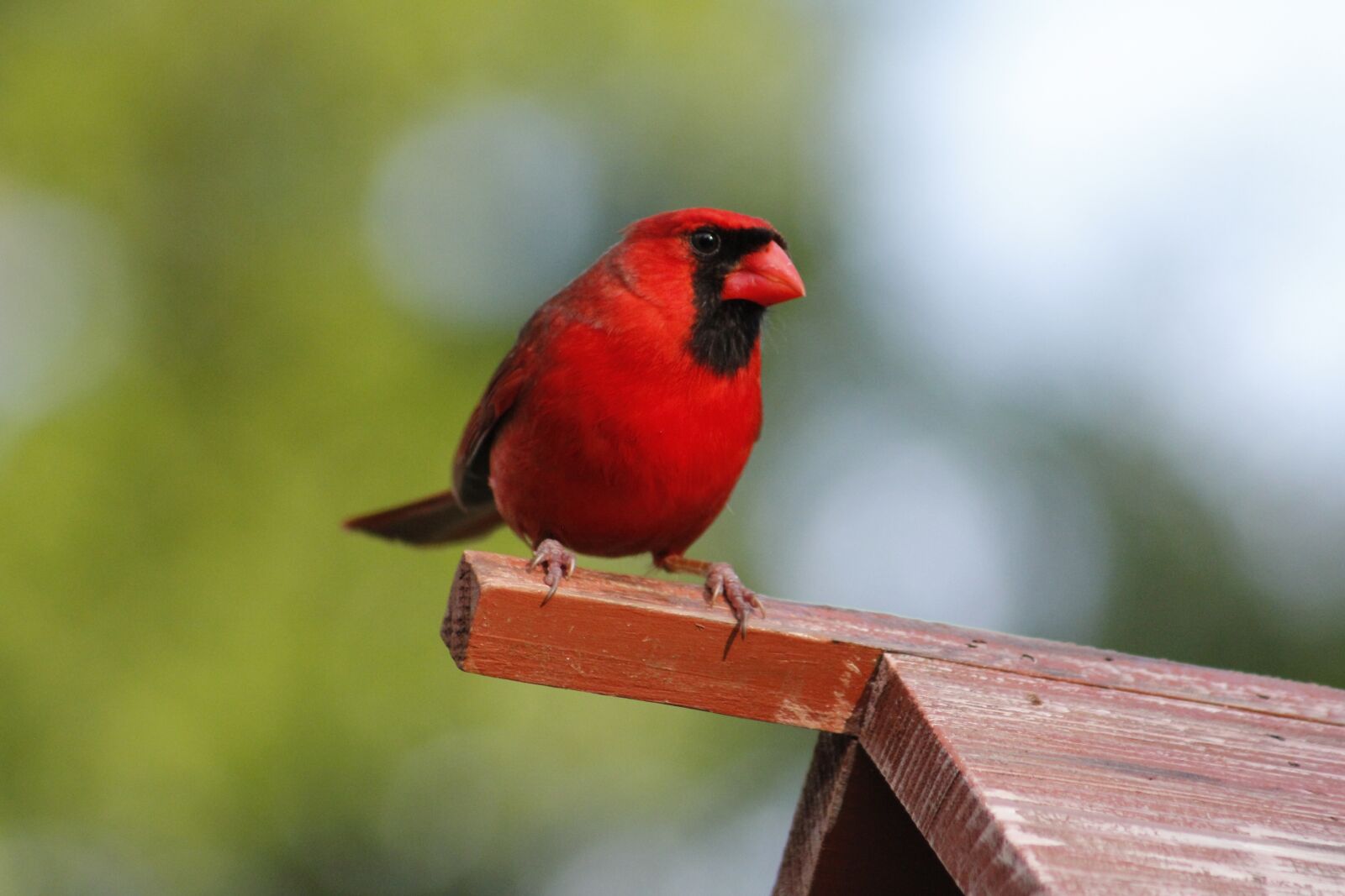 Canon EOS 550D (EOS Rebel T2i / EOS Kiss X4) sample photo. Bird, wildlife, nature photography