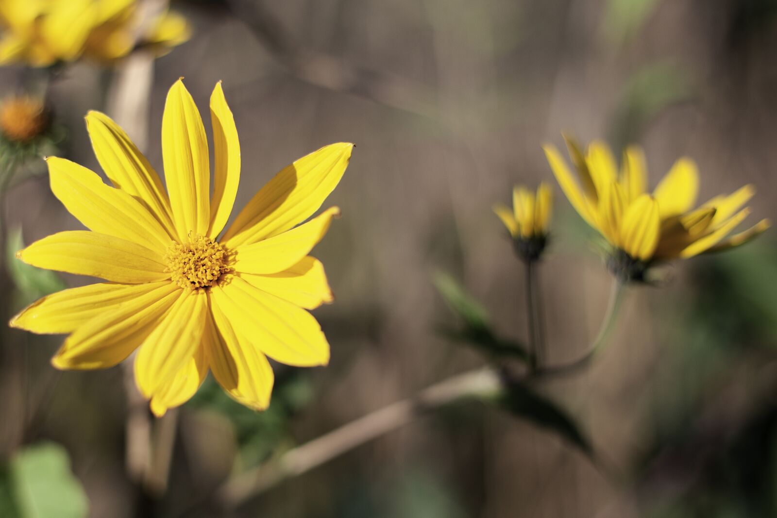 Canon EOS 6D + Canon EF 50mm F1.4 USM sample photo. Flower, nature, yellow photography