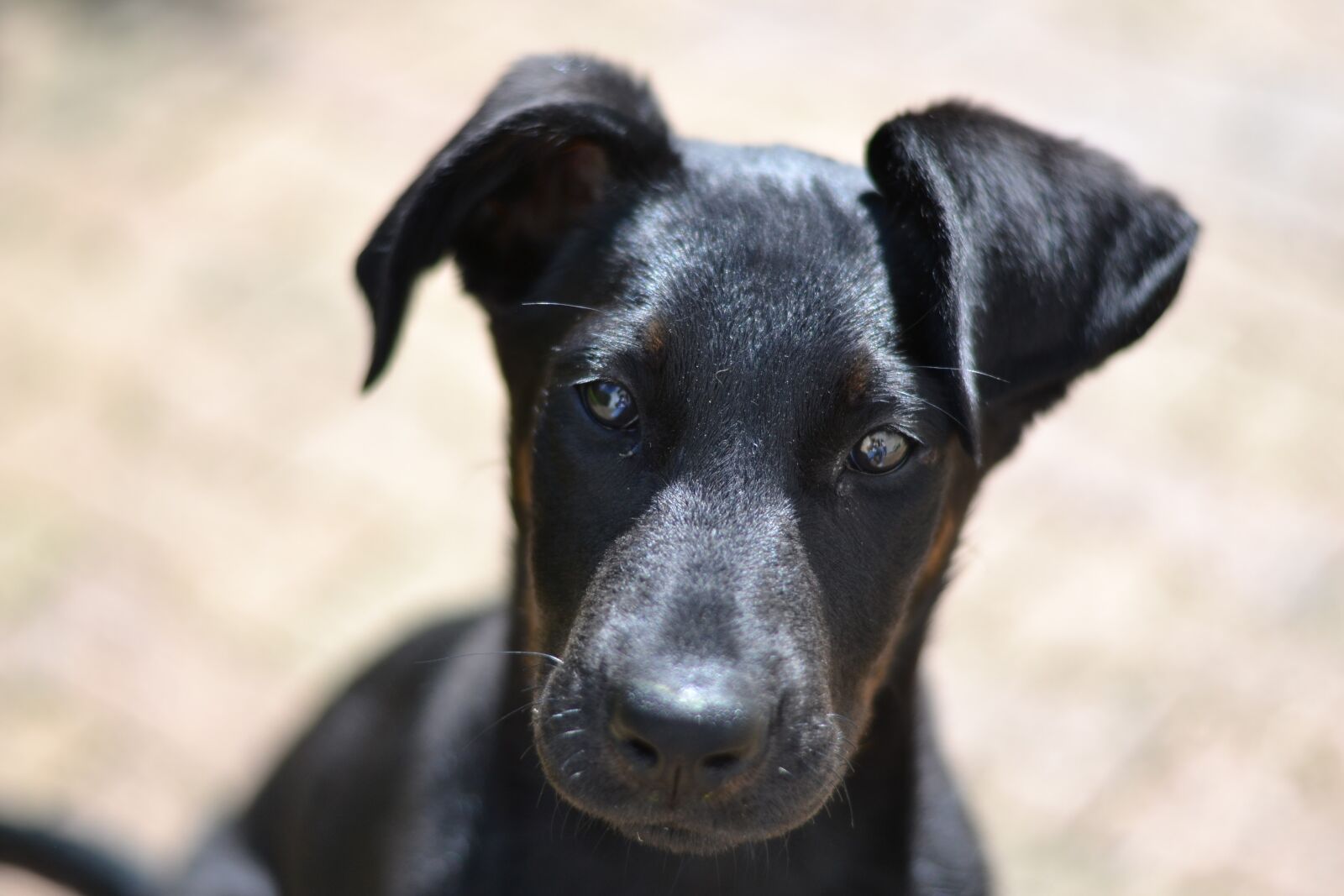 Nikon D3100 sample photo. Beauceron, look, puppy photography