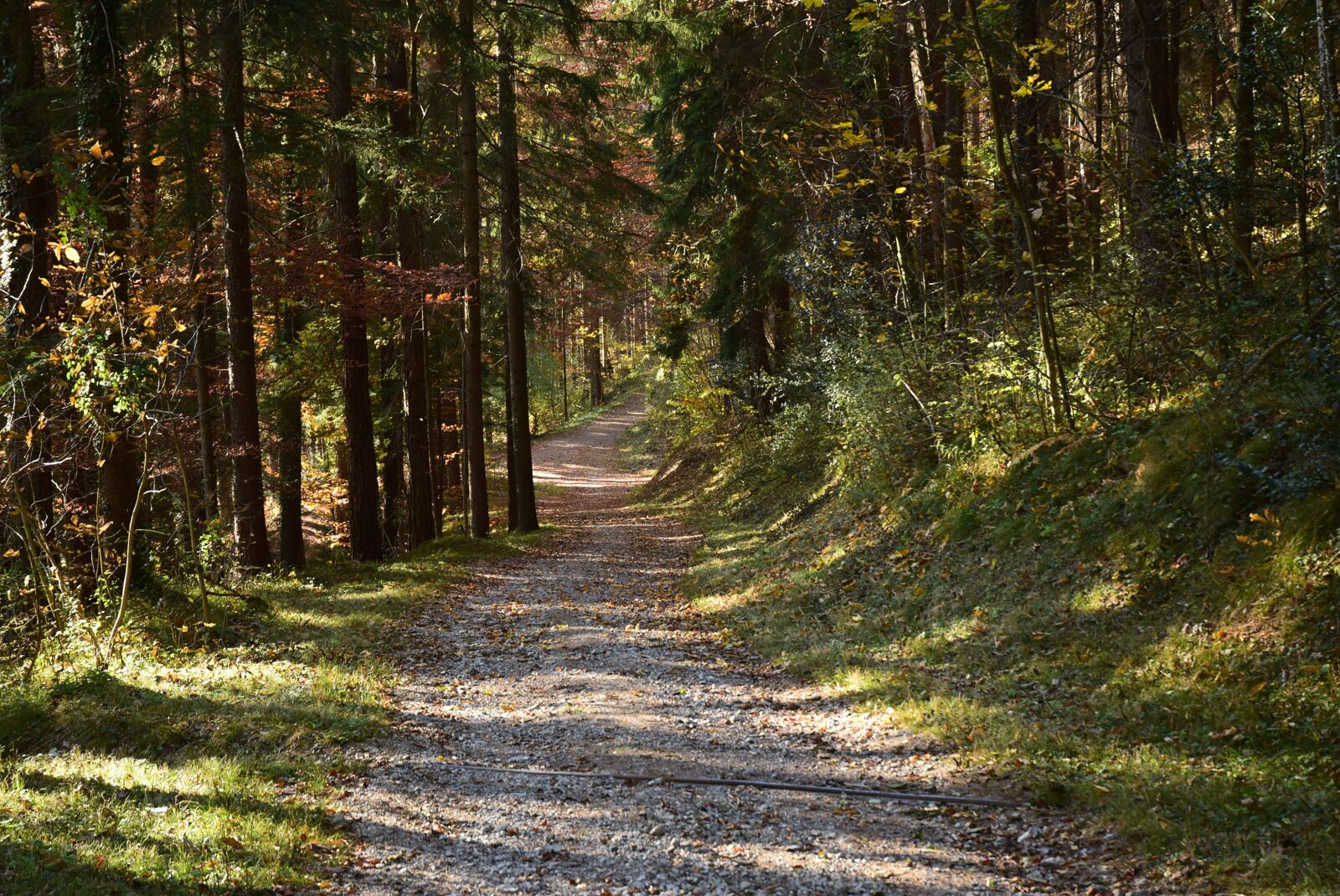 Nikon D5300 sample photo. Forest, autumn, landscape photography