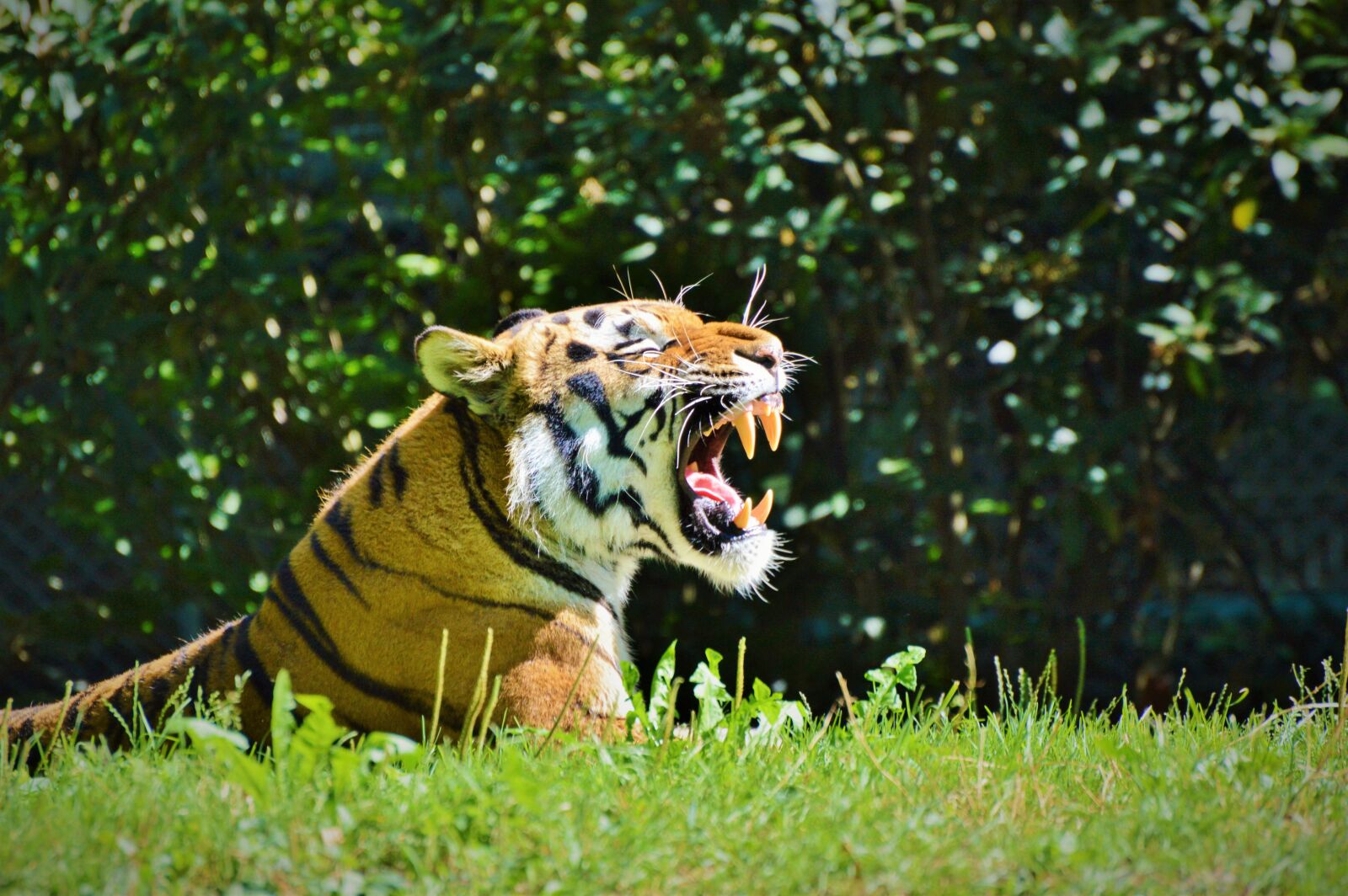 Nikon D3200 sample photo. Tiger, big cat, cat photography