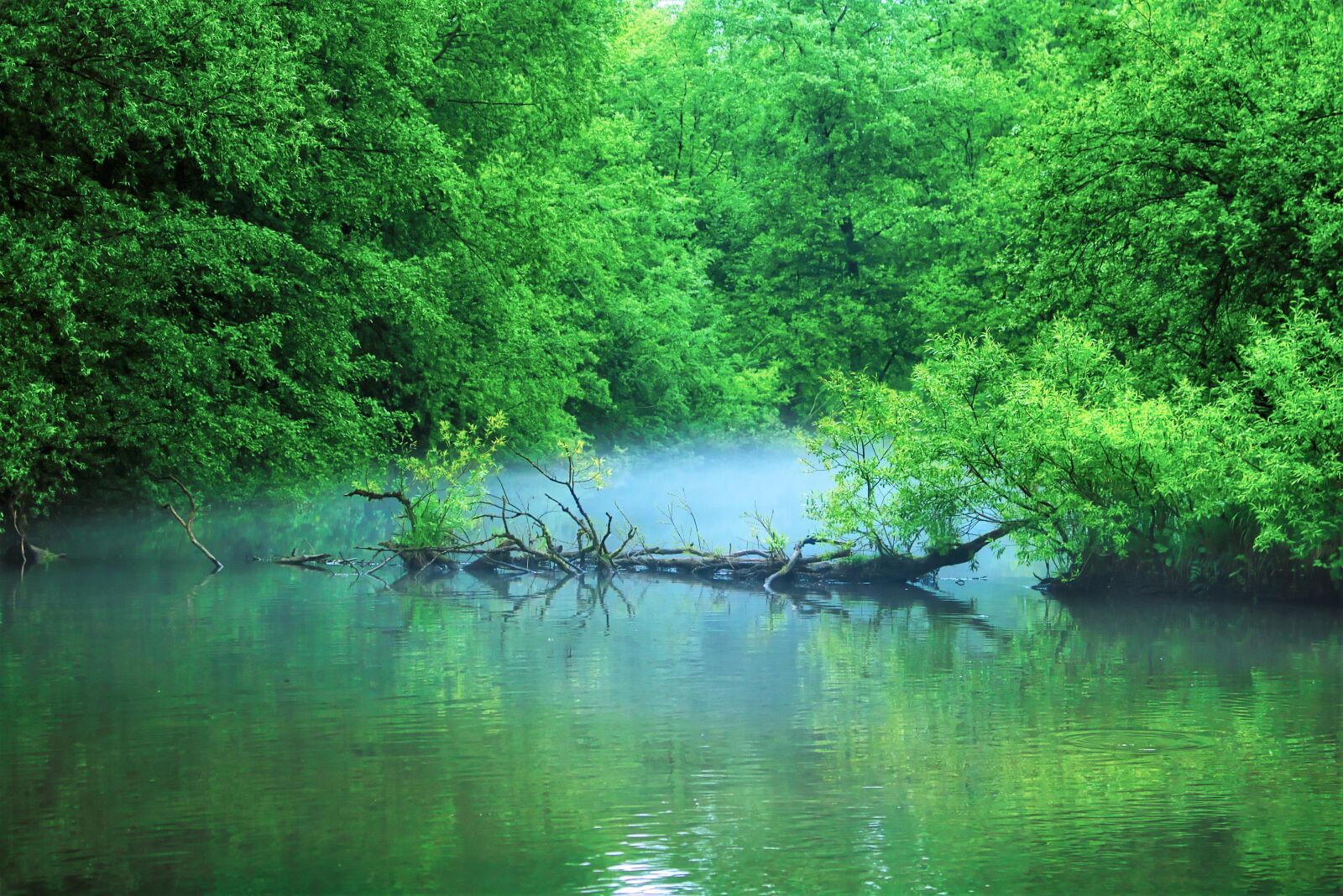 Canon EOS 750D (EOS Rebel T6i / EOS Kiss X8i) sample photo. Pond, trees, landscape photography