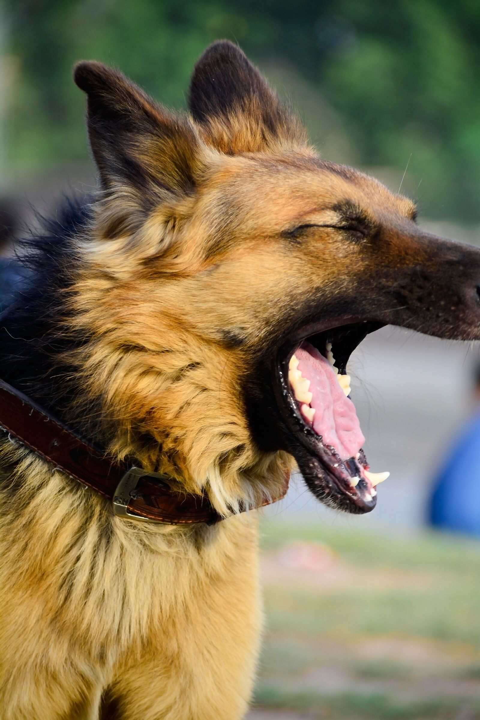 Nikon D5200 sample photo. Dog, pet, animal photography