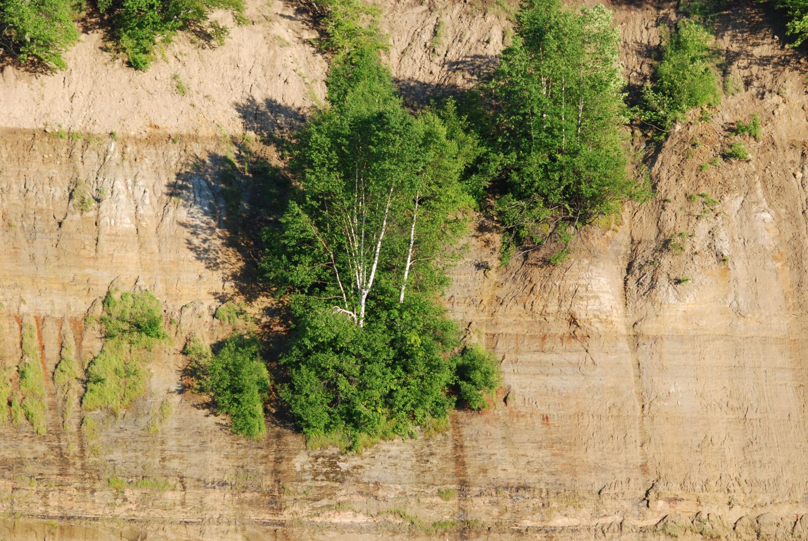 Nikon D80 sample photo. Cliff, trees, cling photography
