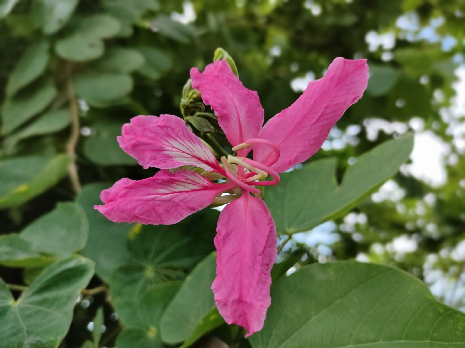 Realme XT sample photo. Phanera purpurea, flower, roadside photography