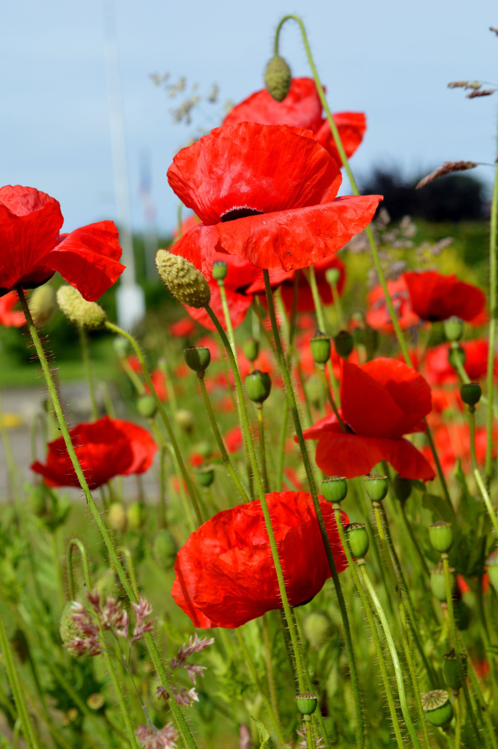 Nikon D3200 sample photo. Poppies, summer, red photography