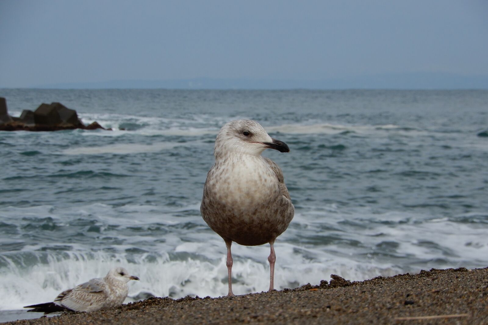Nikon Coolpix A900 sample photo. Animal, sea, beach photography