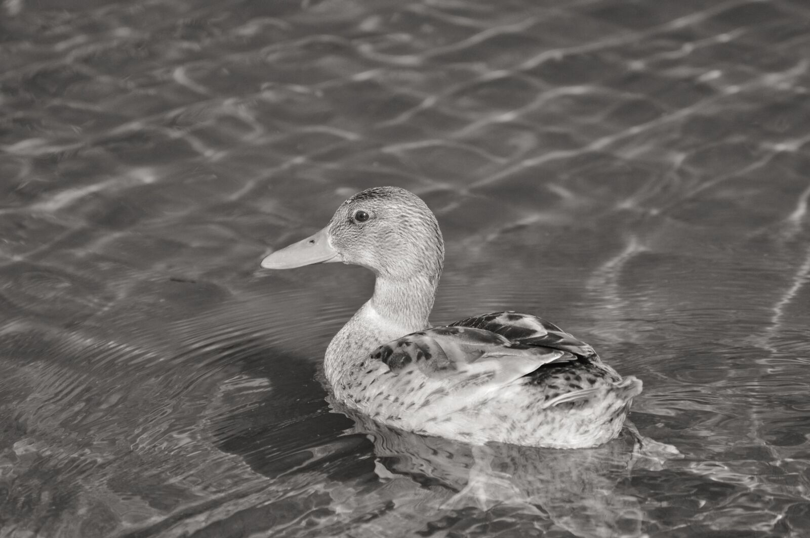 Nikon D3200 sample photo. Ducks, young duck, waterfowl photography