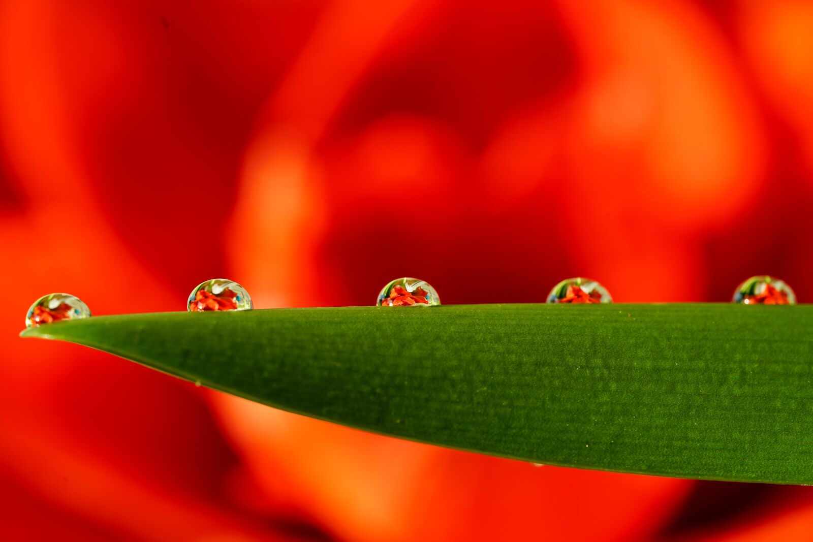 Sony a7R II + Sony FE 90mm F2.8 Macro G OSS sample photo. Drip, teardrop beads, beads photography