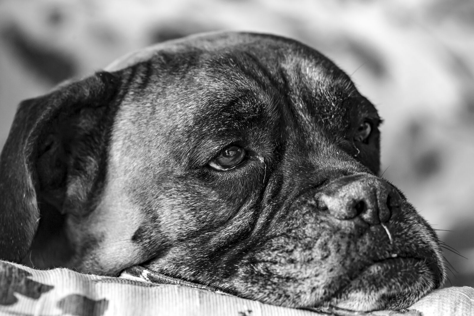 Canon EOS-1D Mark II sample photo. Indoors, close-up, pets photography