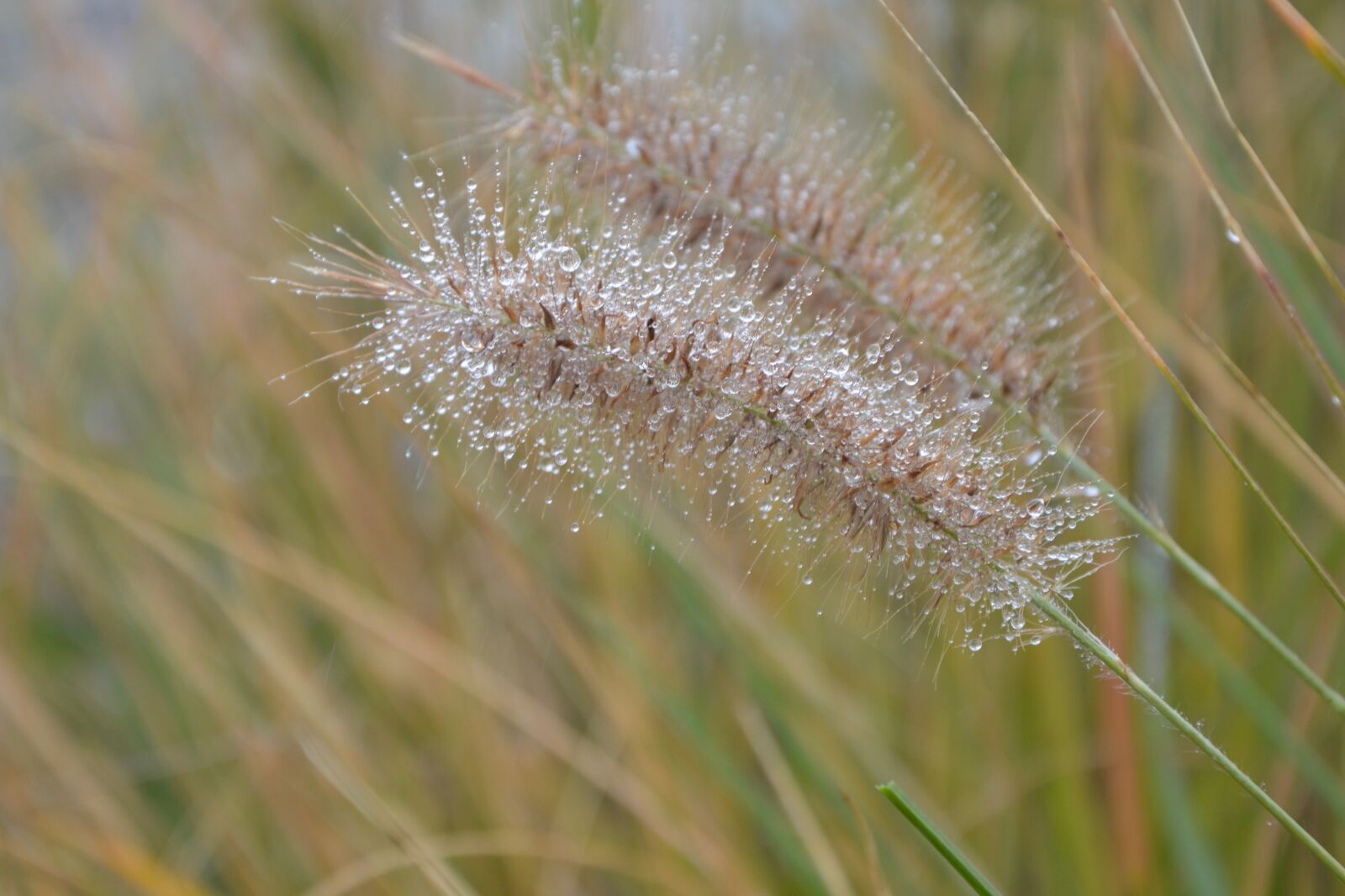 Nikon D5200 sample photo. Seed, plant, water drops photography