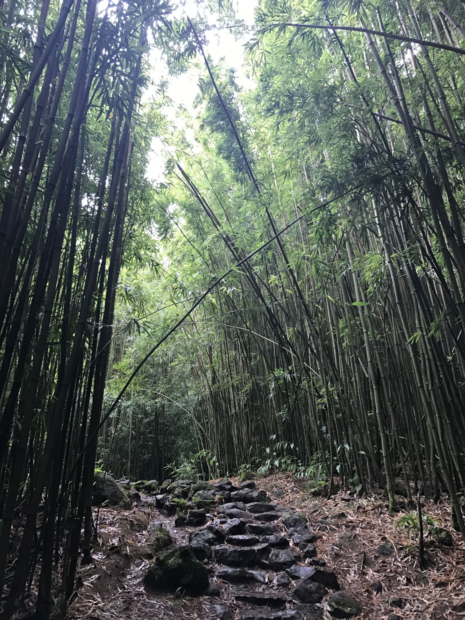 iPhone 7 back camera 3.99mm f/1.8 sample photo. Bamboo forest, maui, hawaii photography