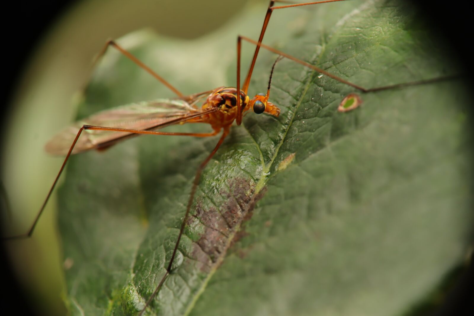 Canon EF-M 15-45mm F3.5-6.3 IS STM sample photo. Insect, nature, garden photography