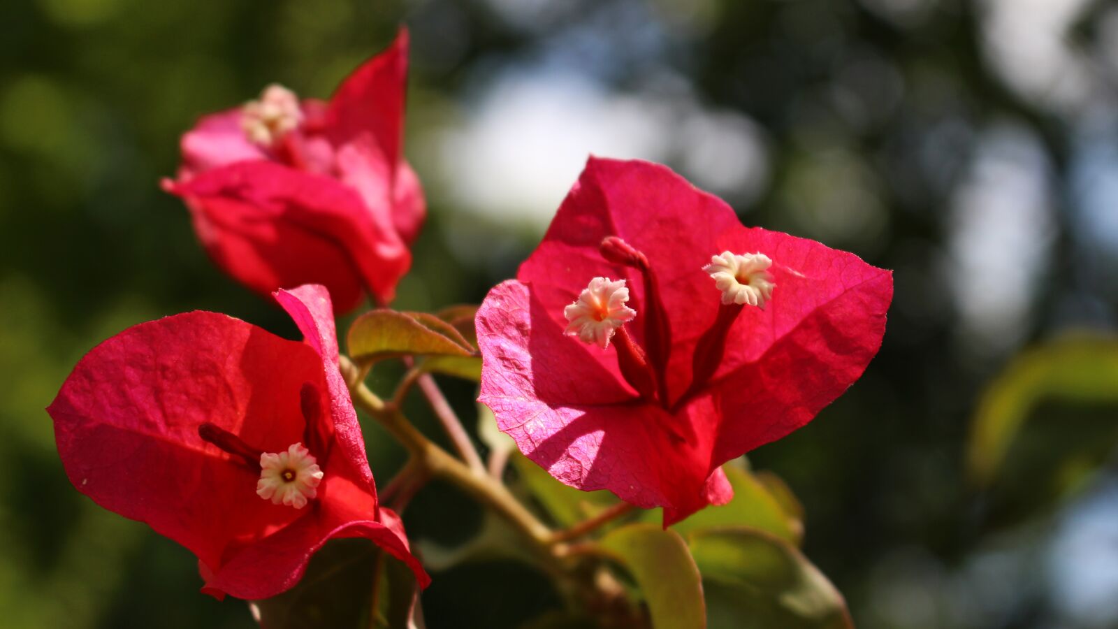 Canon EOS 100D (EOS Rebel SL1 / EOS Kiss X7) sample photo. Bougainvillea, garden, flowers photography