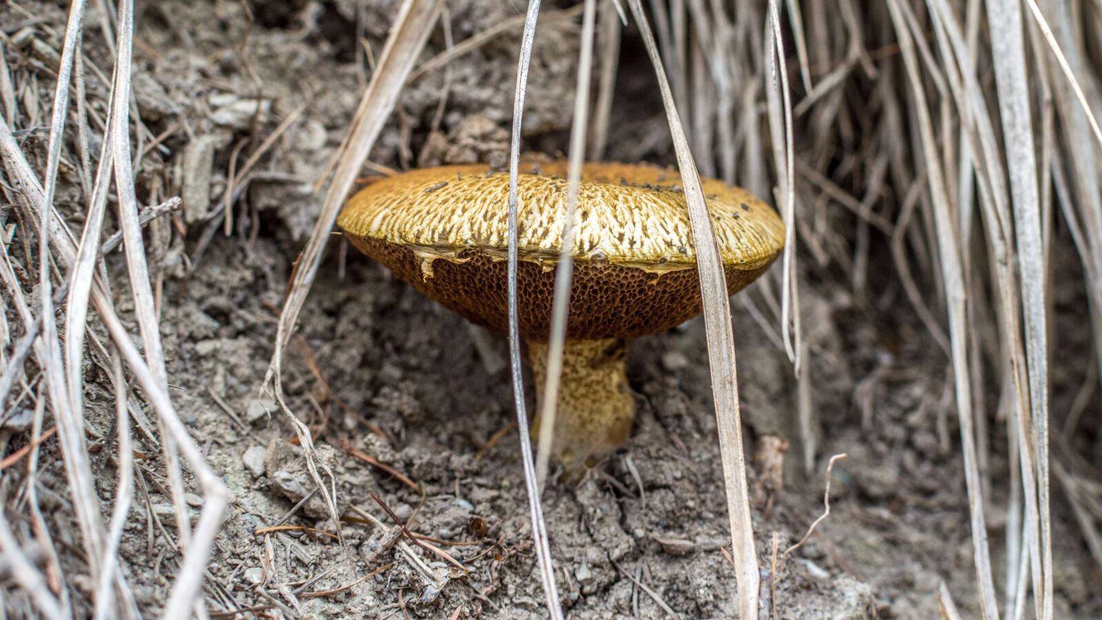 Nikon D3200 sample photo. Mushroom, autumn, close up photography