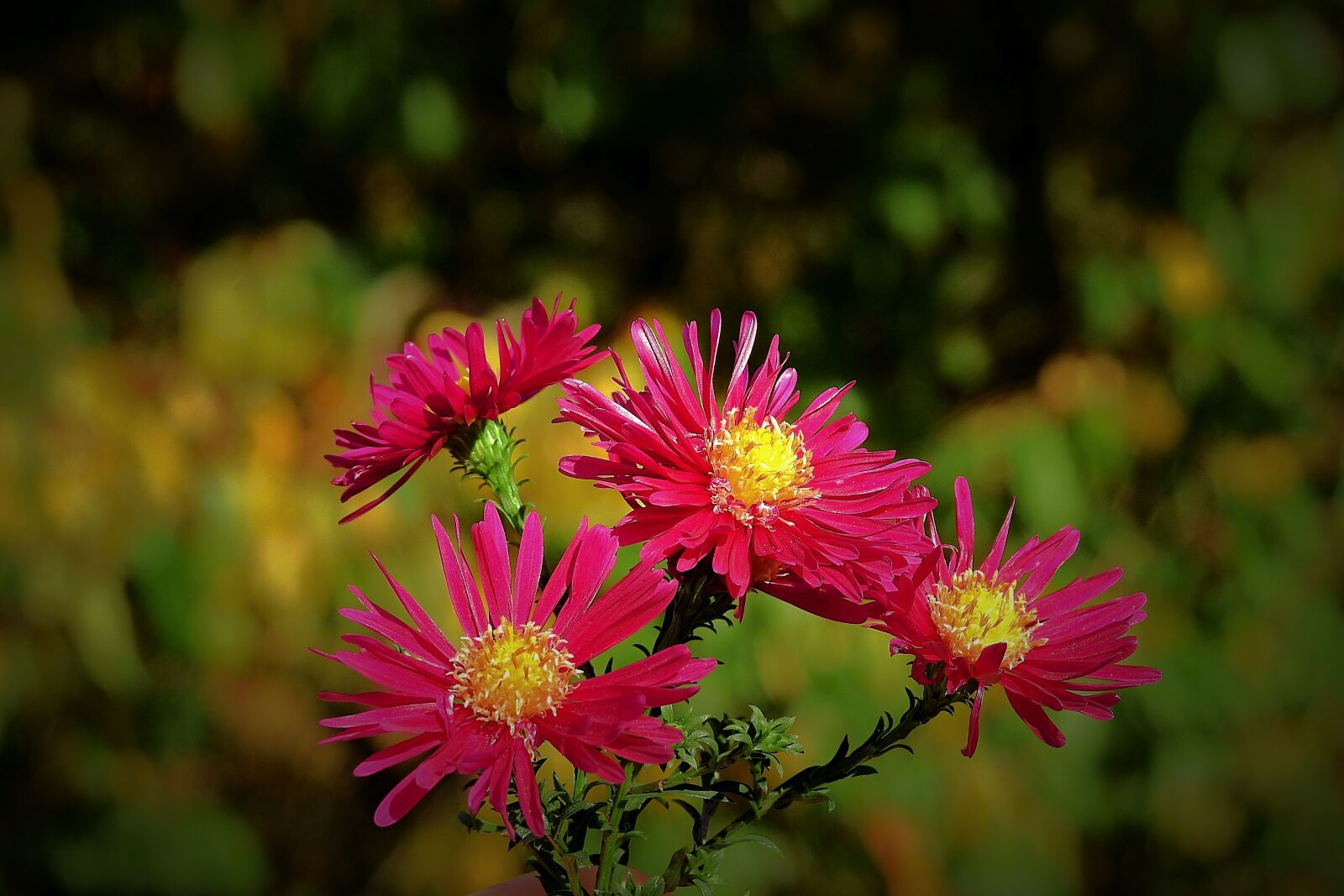 Nikon Coolpix P900 sample photo. Flowers, nature, beauty photography