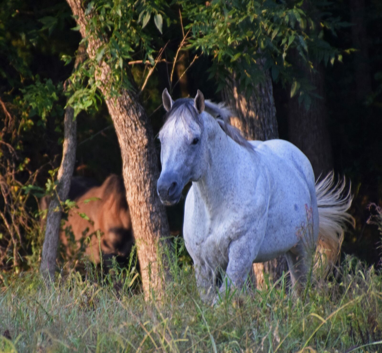 Nikon D5300 sample photo. Stallion, horse, equestrian photography