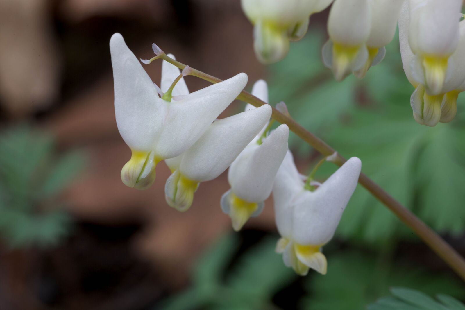 Canon EOS 5D Mark II sample photo. Dutch, breeches, herbaceous, perennial photography