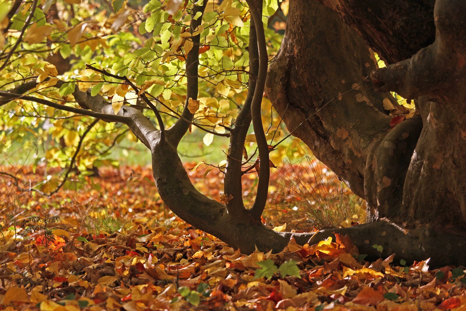 Canon EF-S 55-250mm F4-5.6 IS STM sample photo. Arboretum, greifswald, park photography