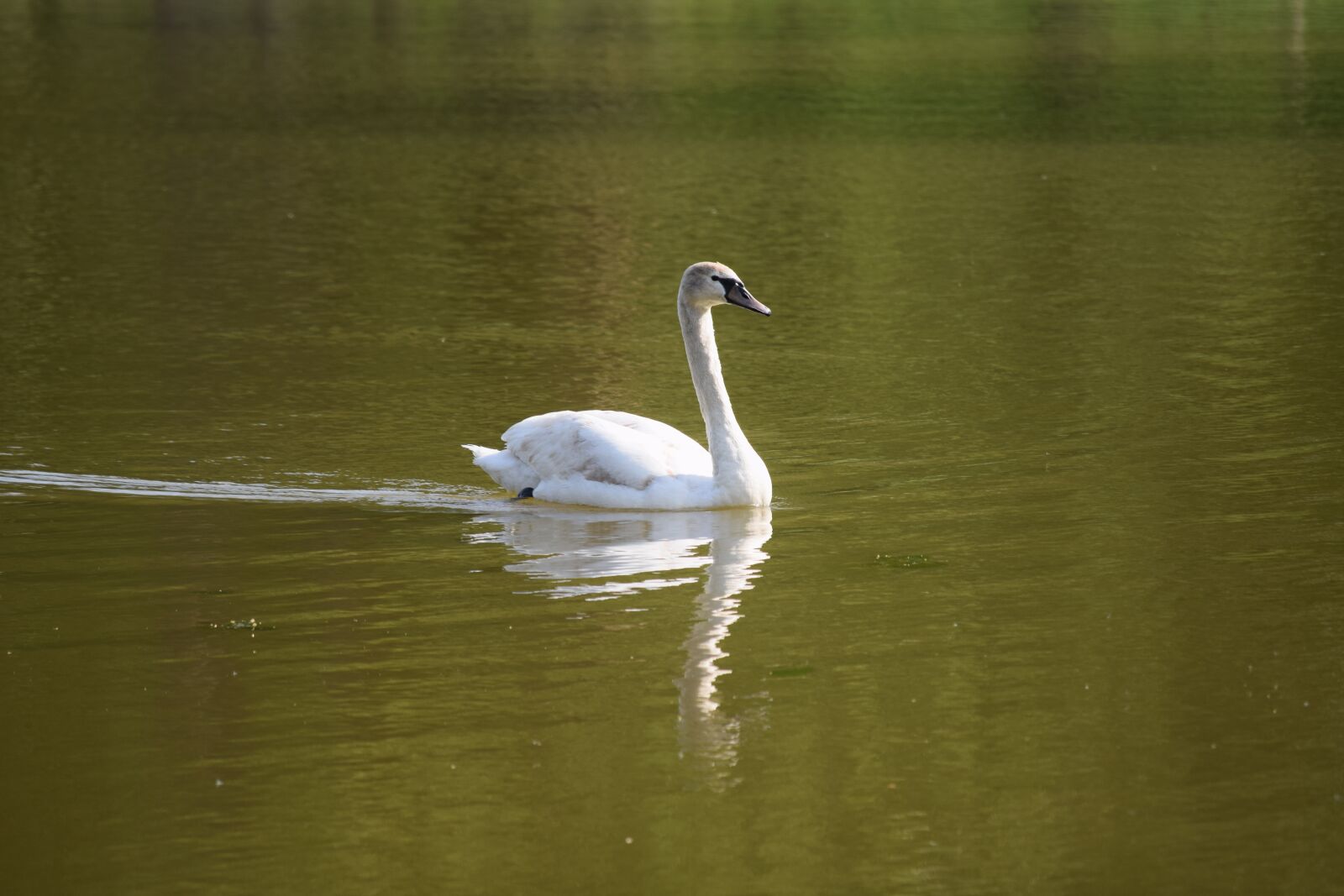 Nikon D3300 sample photo. Schwan, svan, swan photography