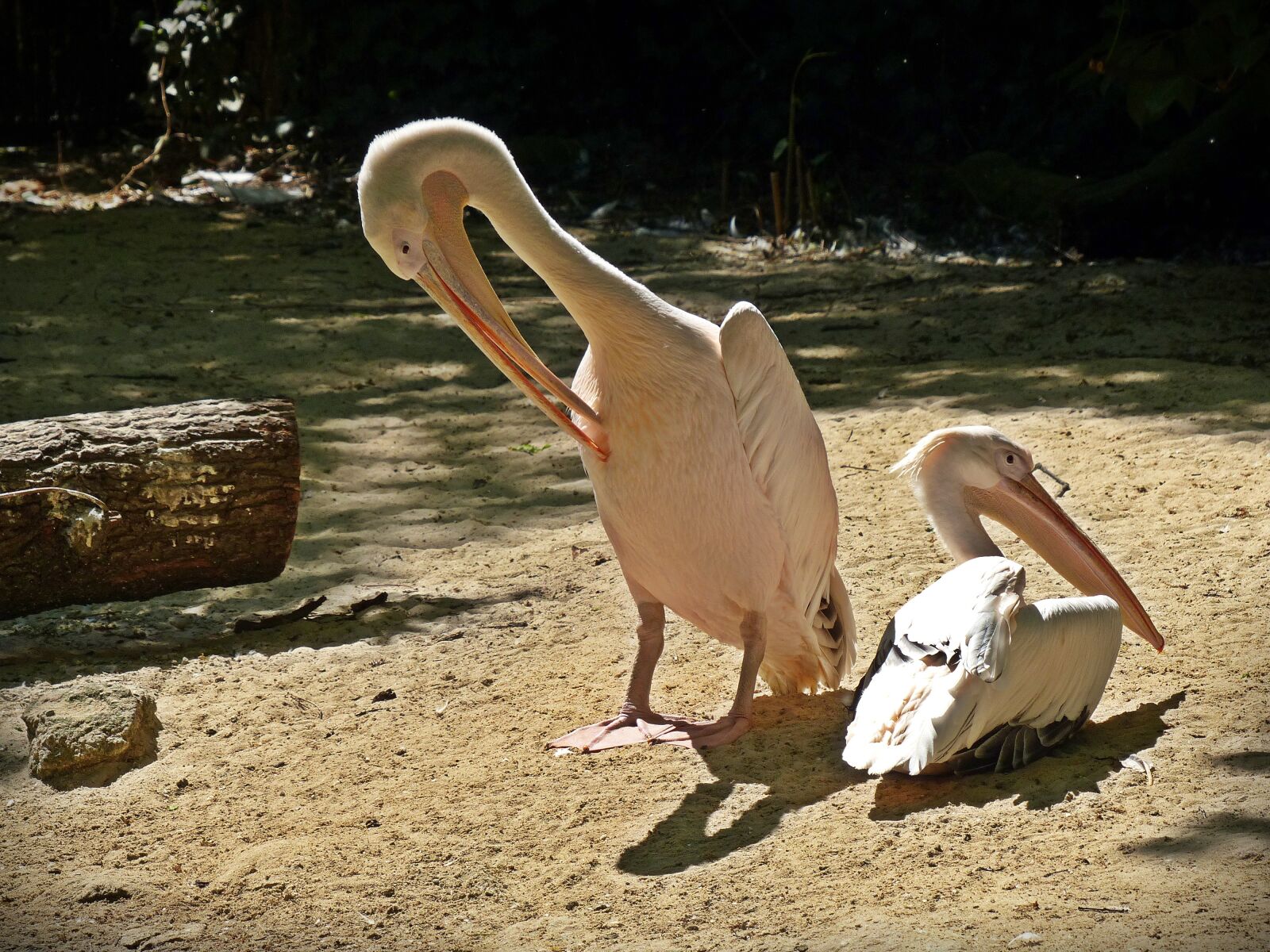 Panasonic Lumix DMC-FZ200 sample photo. Pelikan, bird, water bird photography