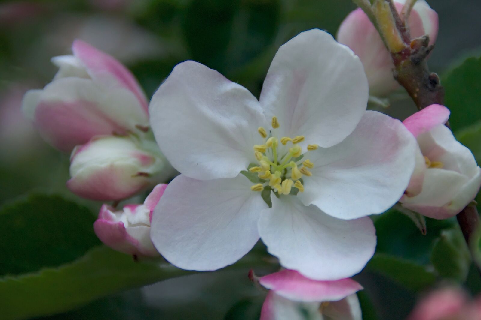 Nikon D3300 sample photo. Spring, apple, apple flower photography