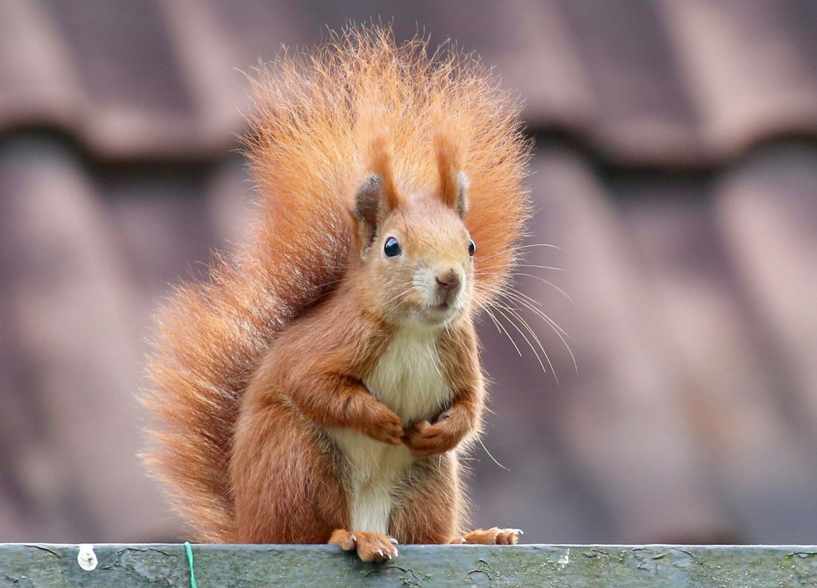 Canon EOS 5D Mark III sample photo. Animal, squirrel, rodent photography
