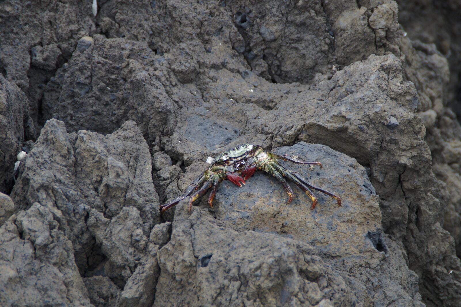 Sony SLT-A58 sample photo. Crabs, rock, bank photography