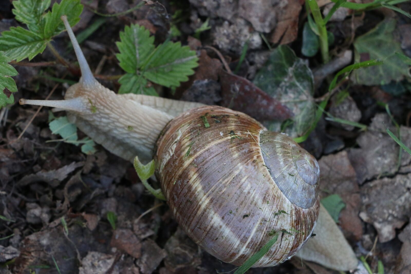 Canon EOS 70D sample photo. Macro, prato, grass photography