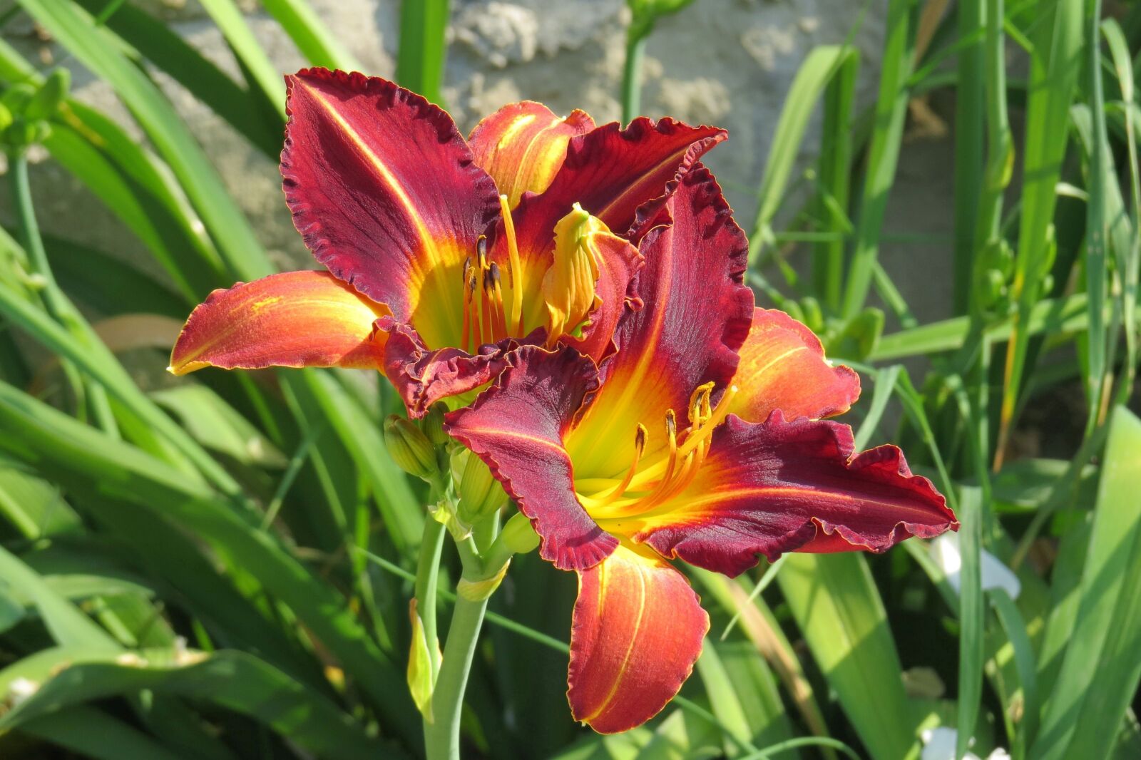 Canon PowerShot SX50 HS sample photo. Lily, blossom, bloom photography